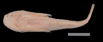 Media type: image;   Ichthyology 3011 Aspect: ventral,description